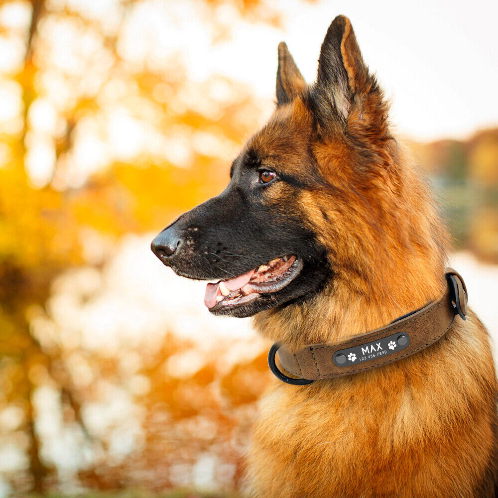 Soft Leather Personalised Dog Collar with Custom ID