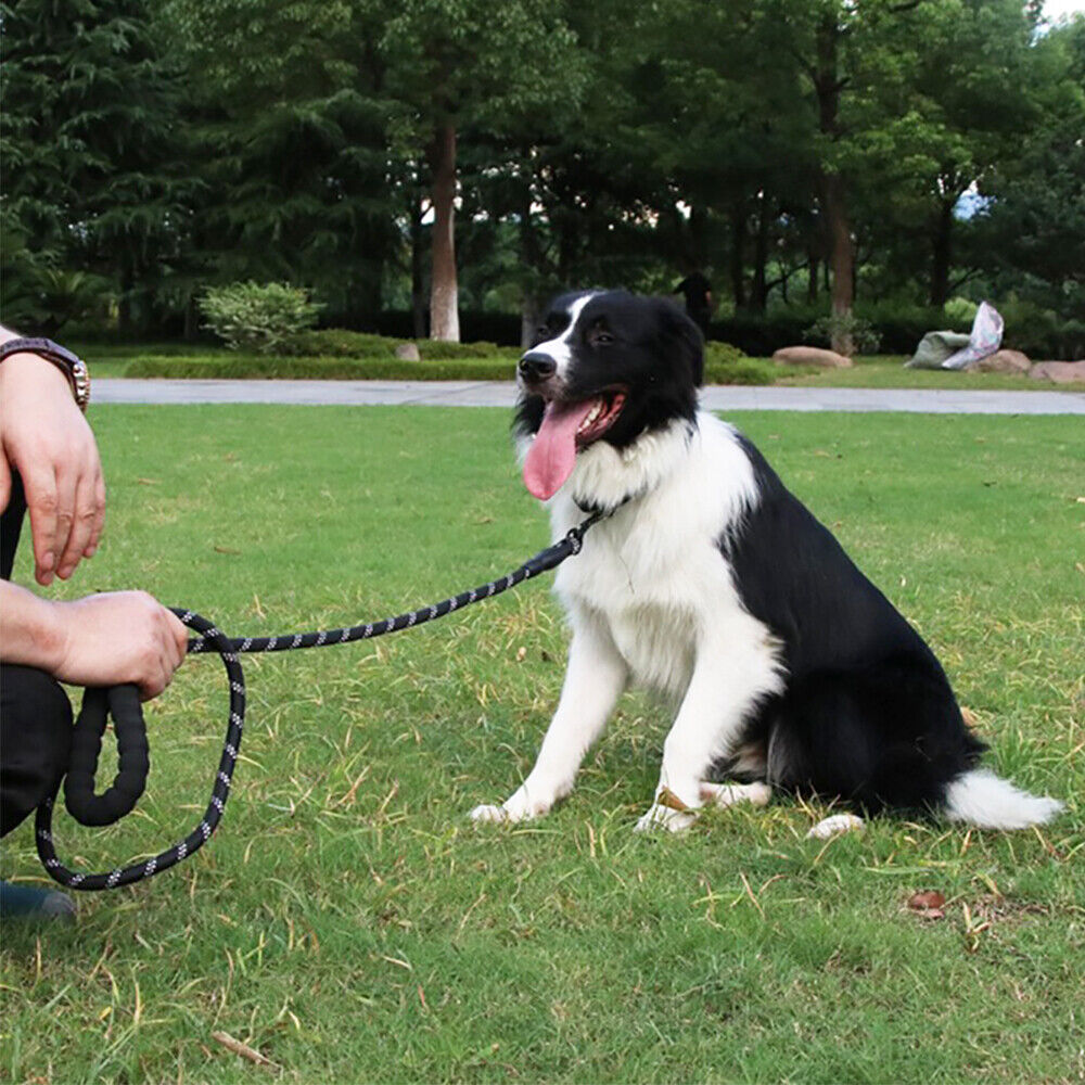 Heavy Duty Pet Walking Leash with Padded Handle