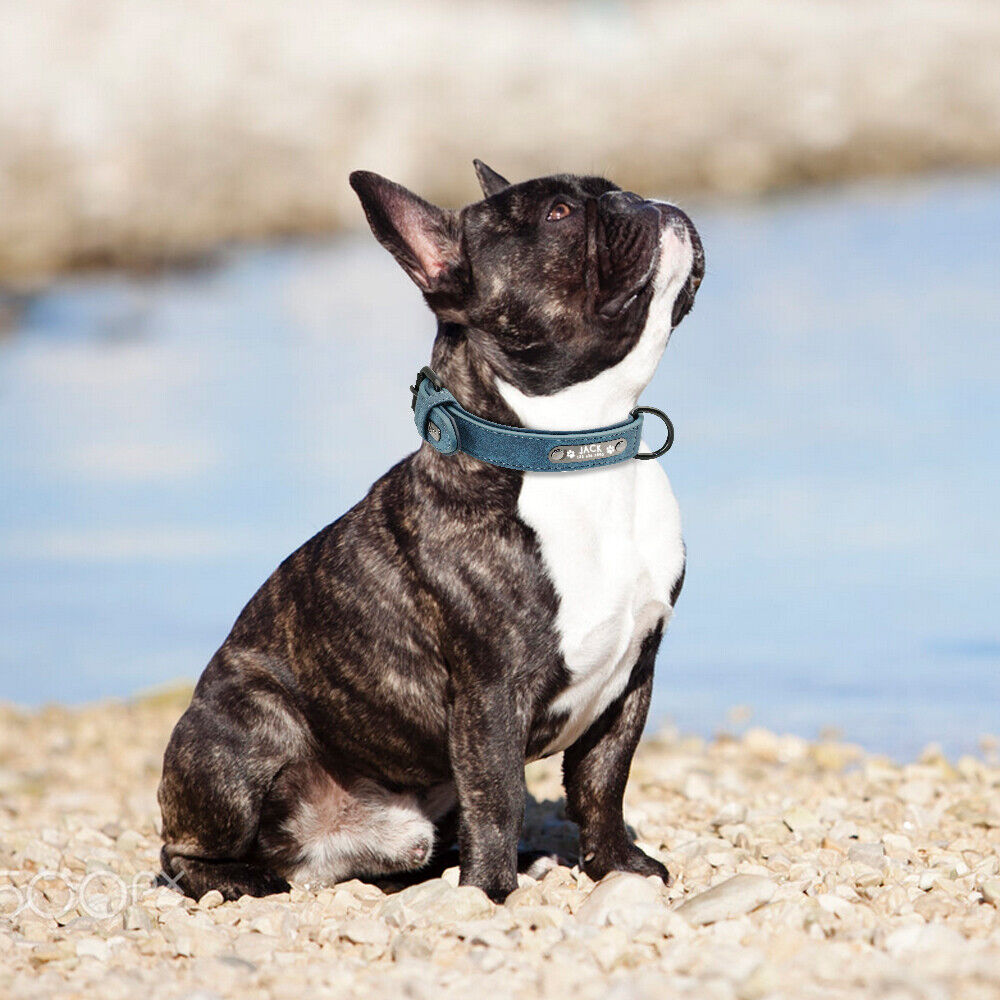 Soft Leather Personalised Dog Collar with Custom ID